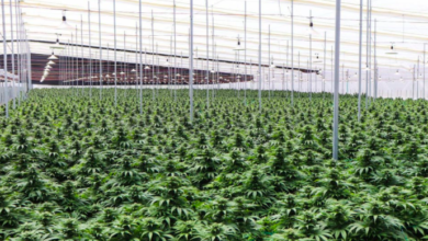 cannabis medicinal
