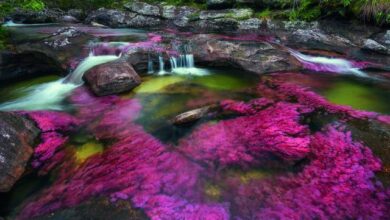 caño cristales el rio mas bonito del mundo