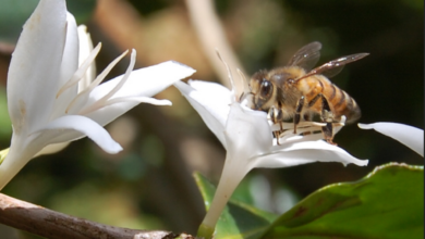 Abejas polinizadoras