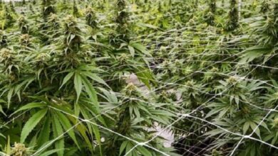 Colombia autoriza la exportación de cannabis